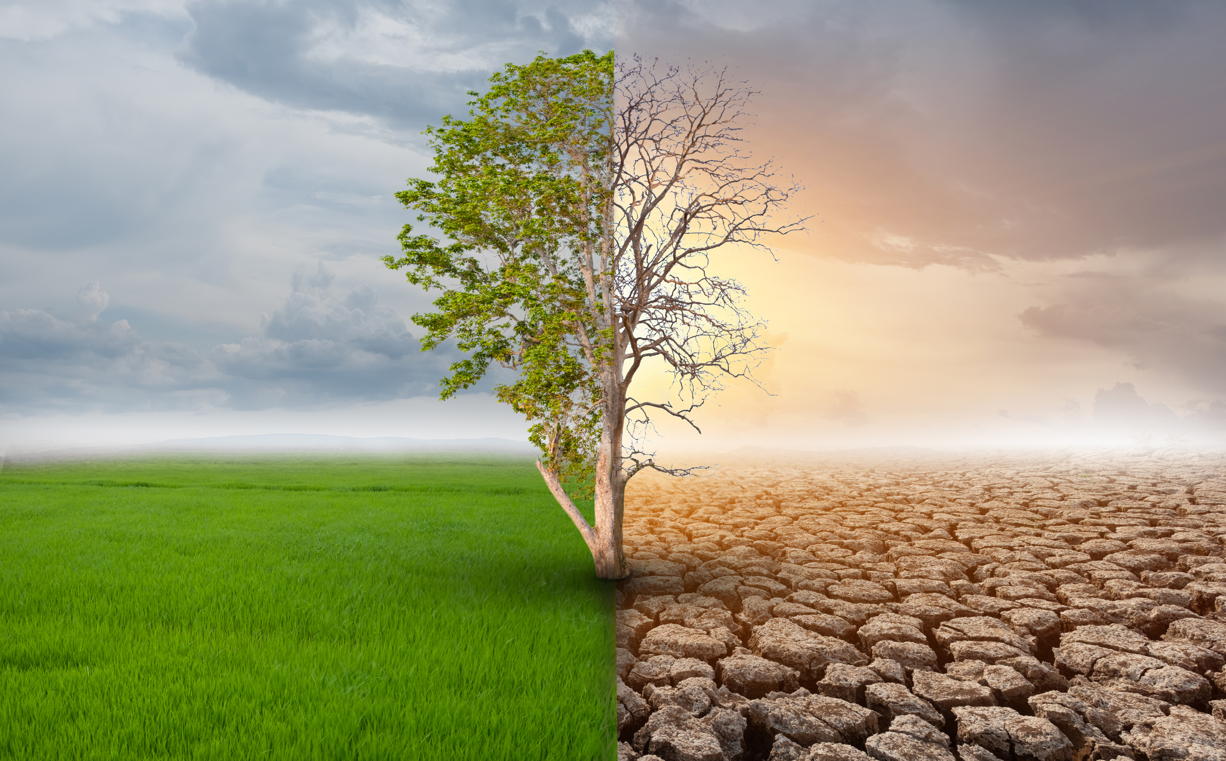 Climate Risk Insurance