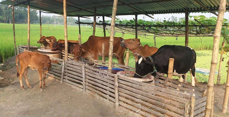 Livestock Insurance